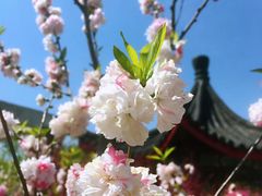 -南汇桃花村