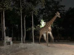 -清迈夜间动物园