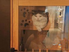 -Mr.Fox狐狸先生超级密室(南山店)
