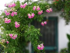 -上房园艺·梦花源