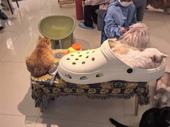 -平行世界·猫咖(首经贸店)