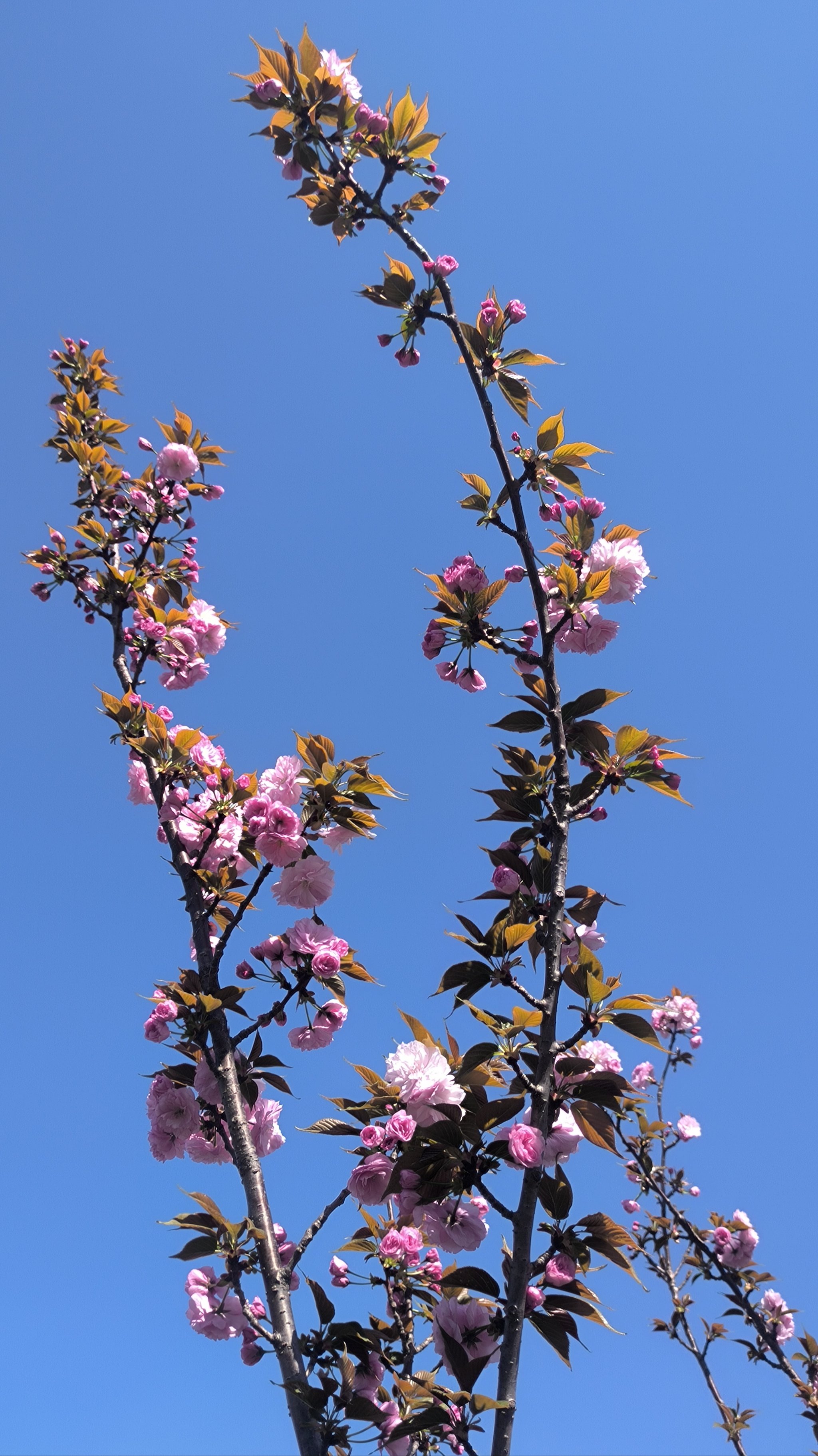 成都龙泉桃花图片