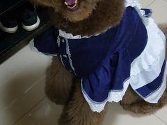 -佩兹宠物医院肿瘤专科·眼科·牙科(黄浦店)