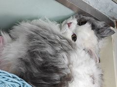 -纳吉亚猫专科动物医院博雅分院