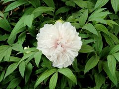 -洛阳市隋唐城遗址植物园