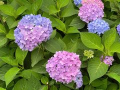 -国家植物园南园