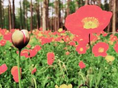 -上海共青森林公园