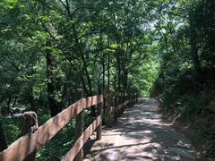 -大岭沟猕猴桃谷风景区
