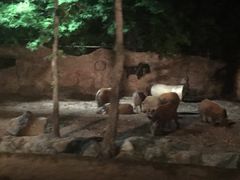 -清迈夜间动物园