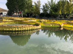-石家庄市植物园