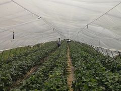 -青浦采草莓天天草莓园