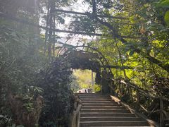 -野象谷景区