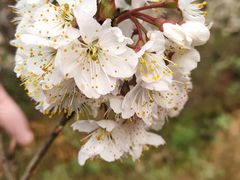 -樱桃山旅游景区