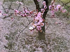 -香雪海