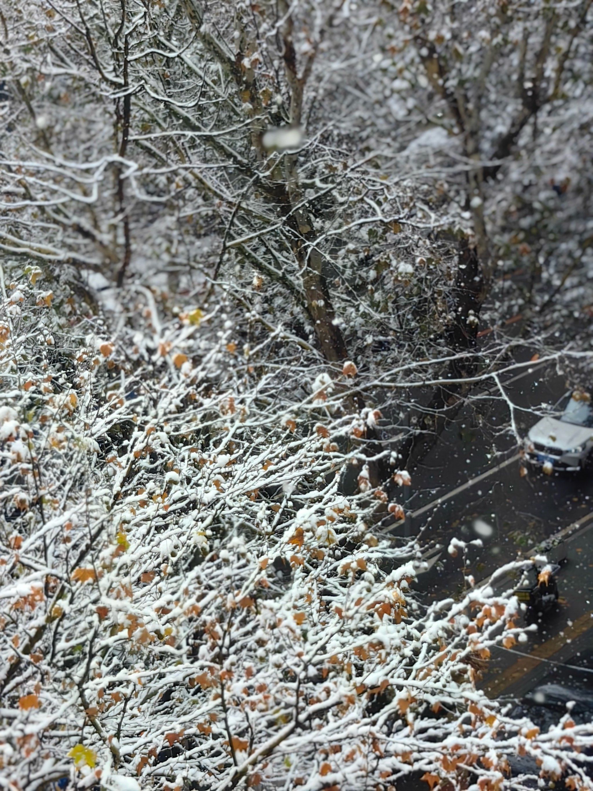 雪落到了树上