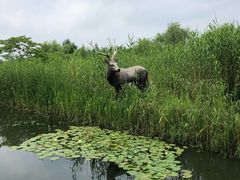 -溱湖国家湿地公园