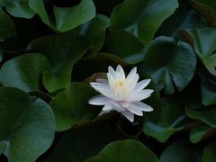 -黑龙江省森林植物园