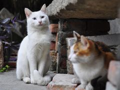 -小洲村