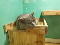 -70cat德文卷毛猫·缅因猫纯种猫舍