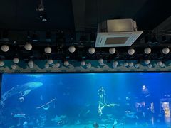 -烟台海昌鲸鲨海洋公园