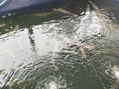 -鸿渡渔庄·特色鸭咀鱼