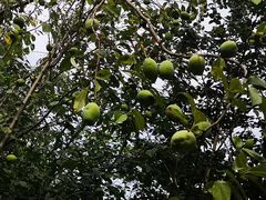 -春花秋色城市公园