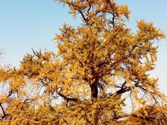 -千年银杏谷文化旅游区