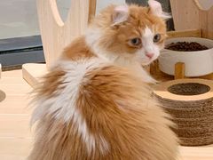-momokira米努特·德文卷毛猫·棉花面纱犬