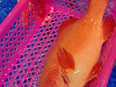 -三亚火车头万人海鲜广场