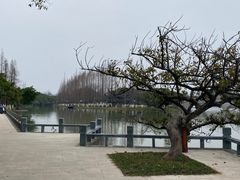 -江心屿景区