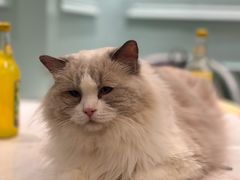 -安格丽娜·狗咖·猫咖羊驼咖(春熙路百盛商场店)