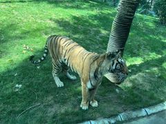 -北京野生动物园