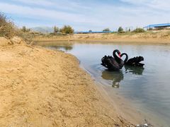 -亿利库布其七星湖沙漠生态旅游区