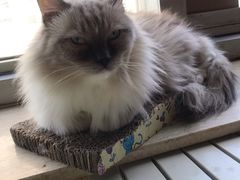 -Cappucimeow猫咪咖啡馆(韦伯时代店)