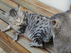 -喵屿·大理花园猫咖