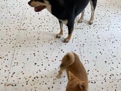 -喜柴咖啡·柴犬狗咖