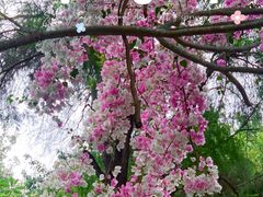 -深圳国际园林花卉博览园