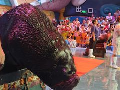 -烟台海昌鲸鲨海洋公园