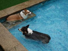 -汪说喵讲宠物乐园宠物酒店(红星美凯龙店)