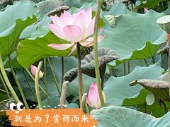 -荔湾湖公园
