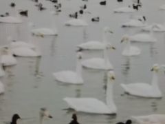 -烟墩角天鹅湖