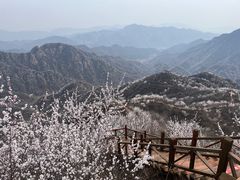 -大岭沟猕猴桃谷风景区
