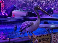 -广州长隆国际大马戏