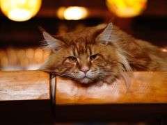-蓝鲸·缅因猫舍