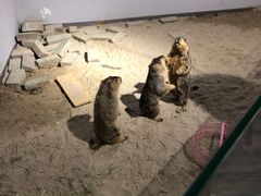 -浣熊柯尔鸭土拨鼠·电玩咖