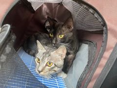 -荔康动物医院(康王北路店)