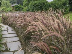 -广西壮族自治区药用植物园