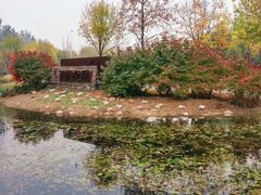 -东郊湿地公园