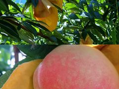 -老袁家蜜桃农场·阳山水蜜桃