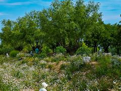 -汉长安城未央宫国家考古遗址公园